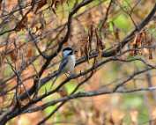 PAB_6403a